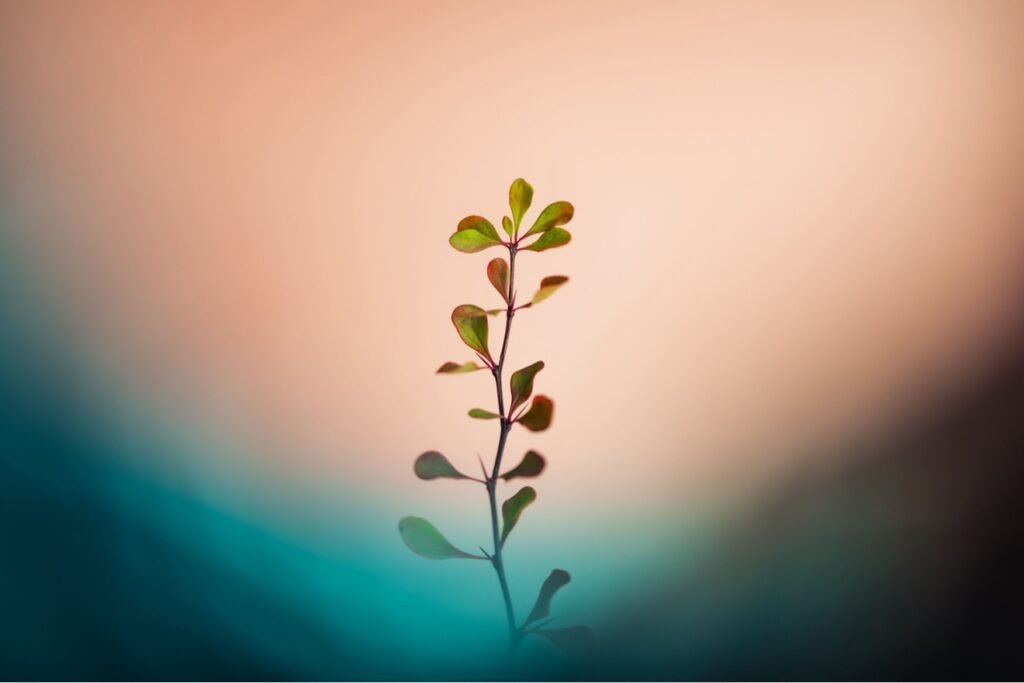 Young green sprig against a peach and teal backdrop